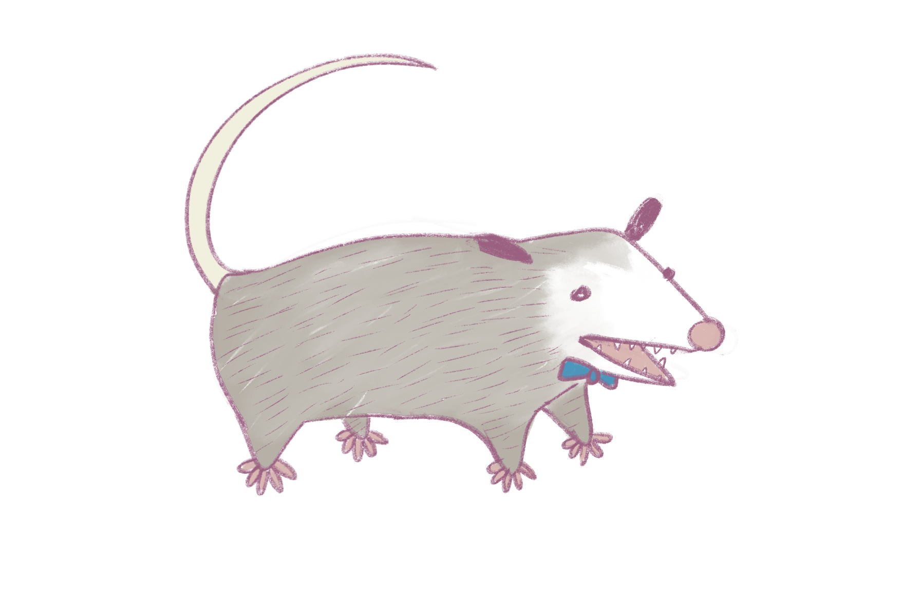 Possum with Bowtie