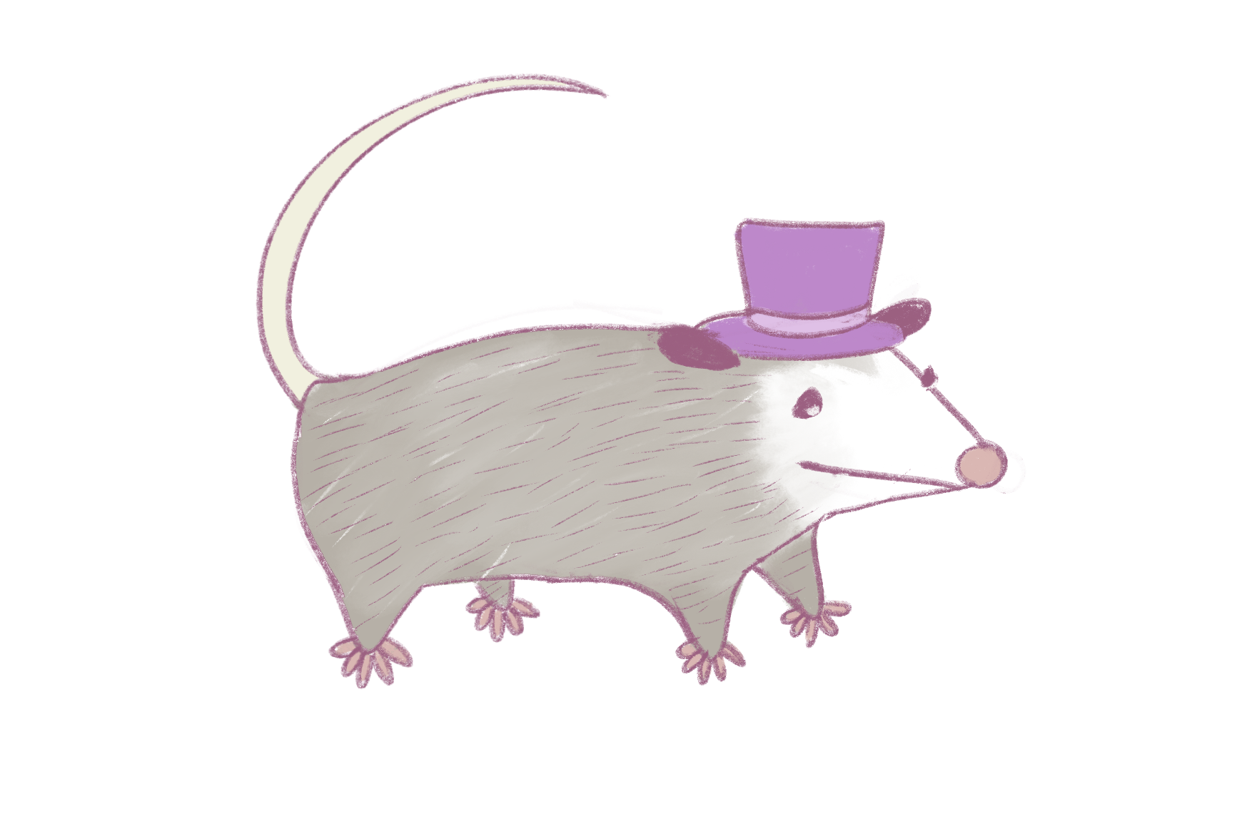 Possum with Hat