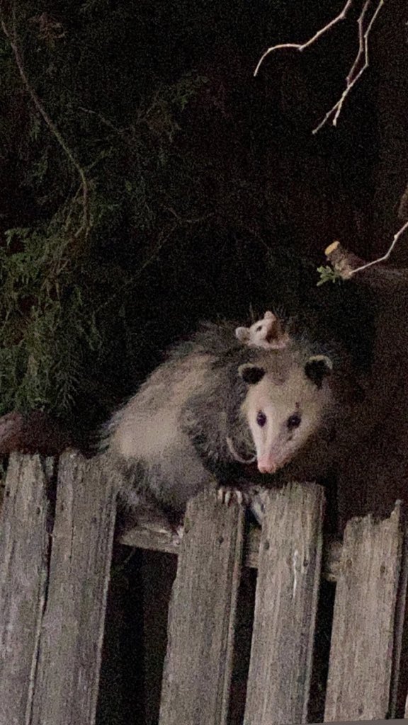 possum