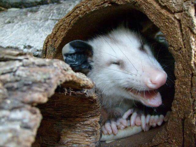 possum