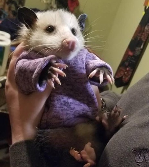 possum