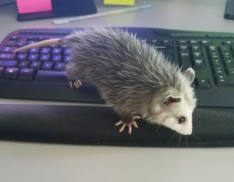 possum