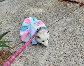 possum