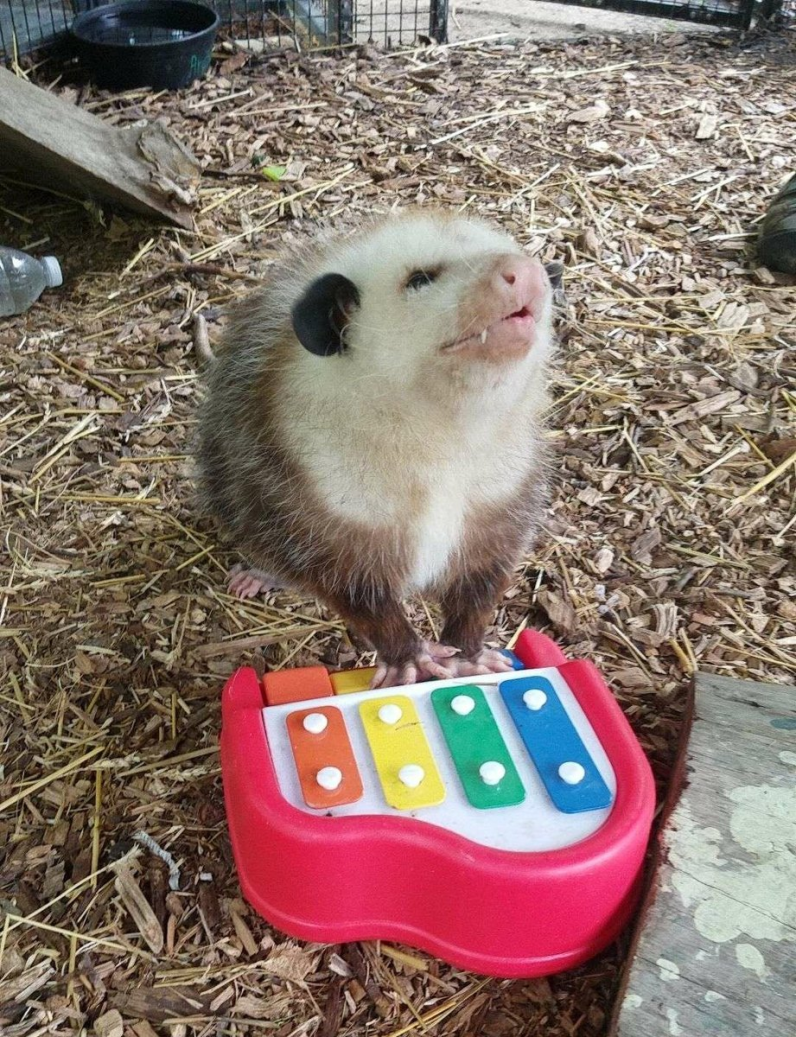 possum