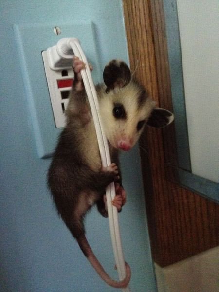 possum