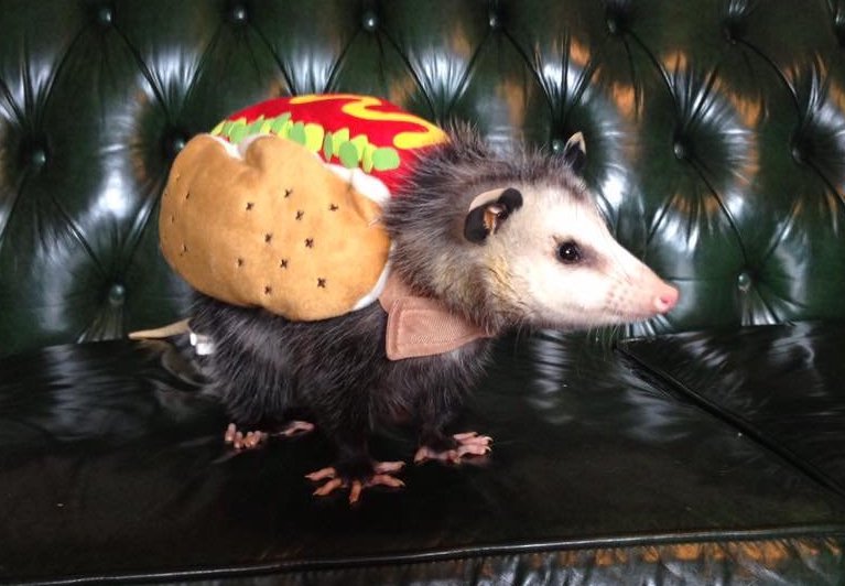 possum
