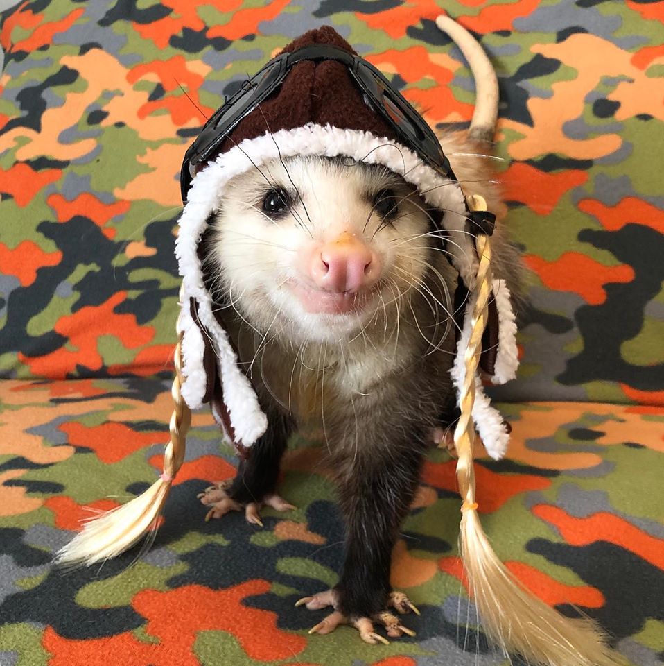 possum