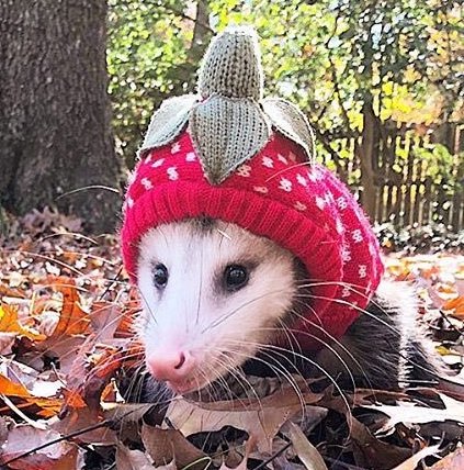 possum