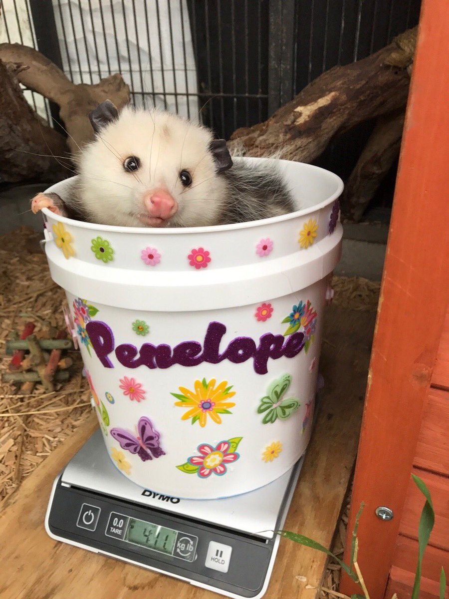 possum