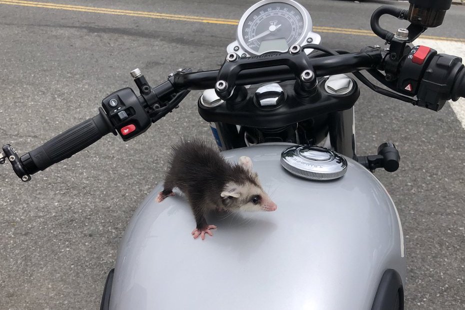 possum