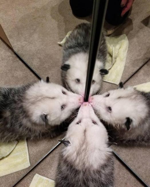 possum