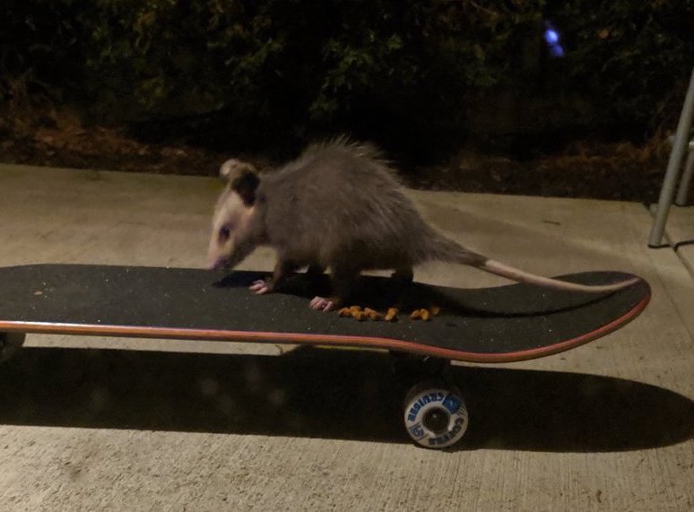 possum
