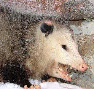 possum
