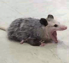 possum