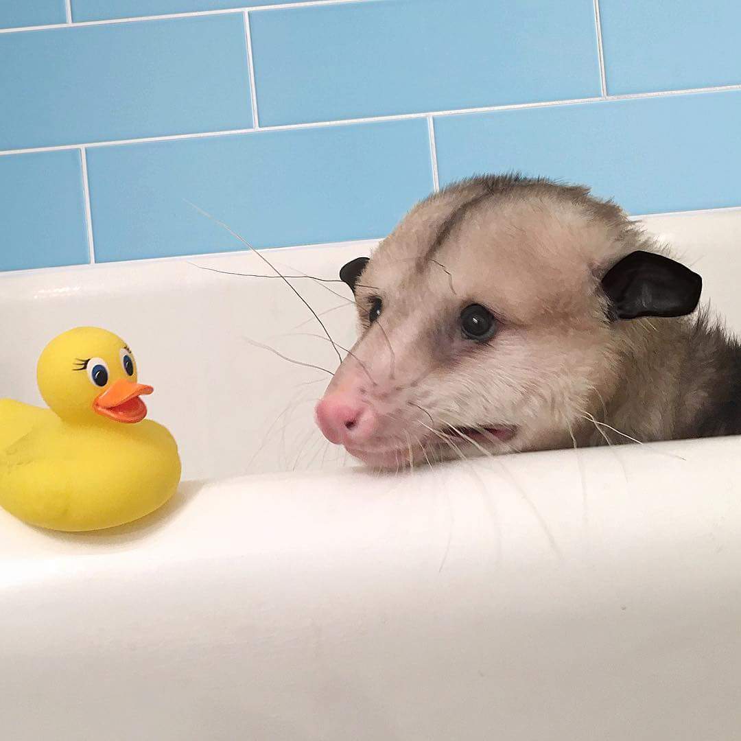possum
