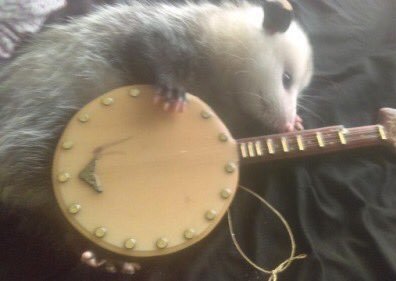 possum