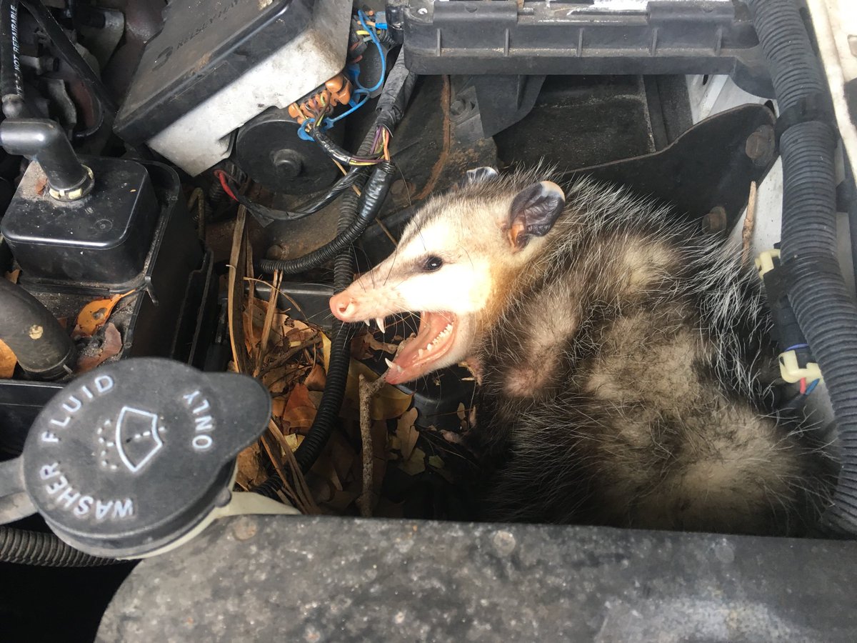 possum