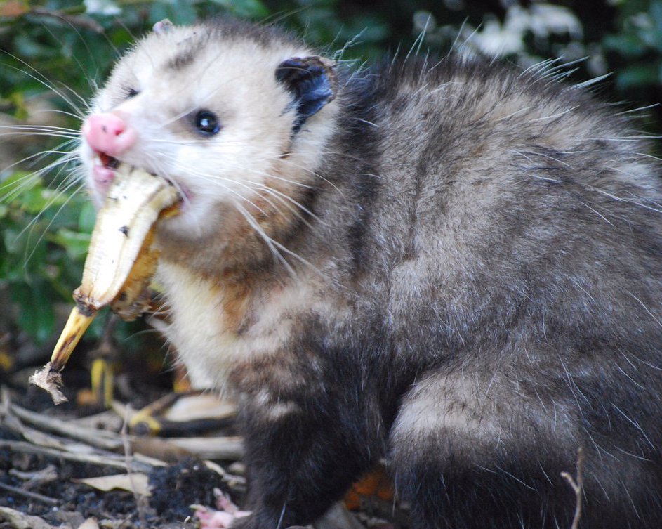 possum