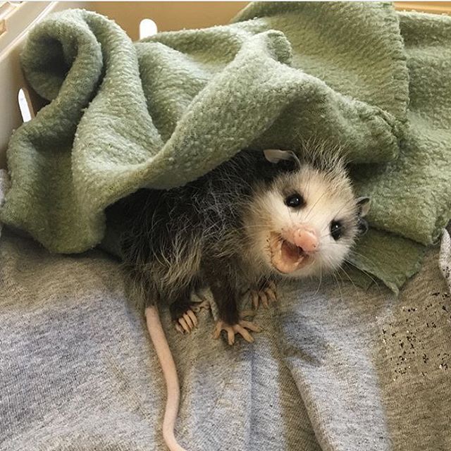 possum