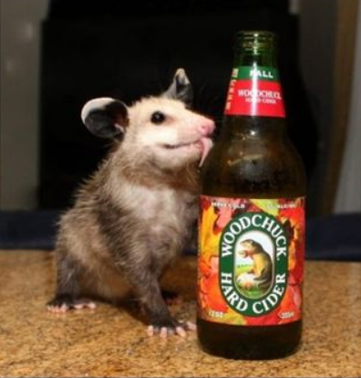 possum