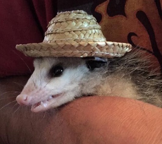 possum
