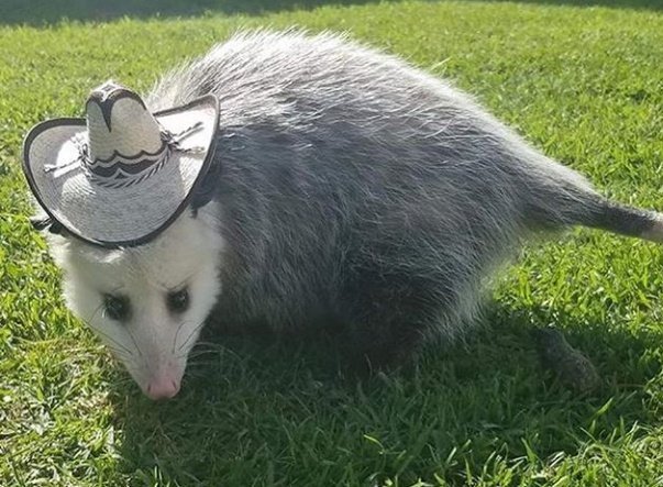 possum