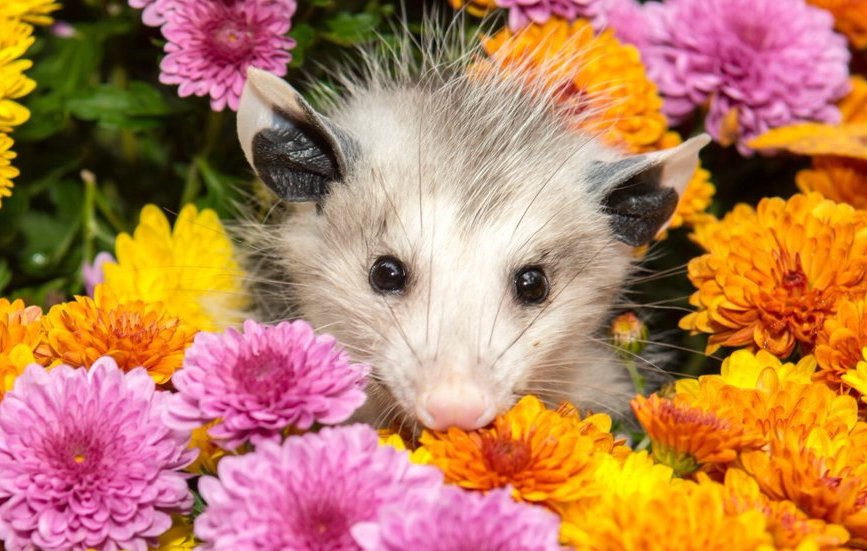 possum