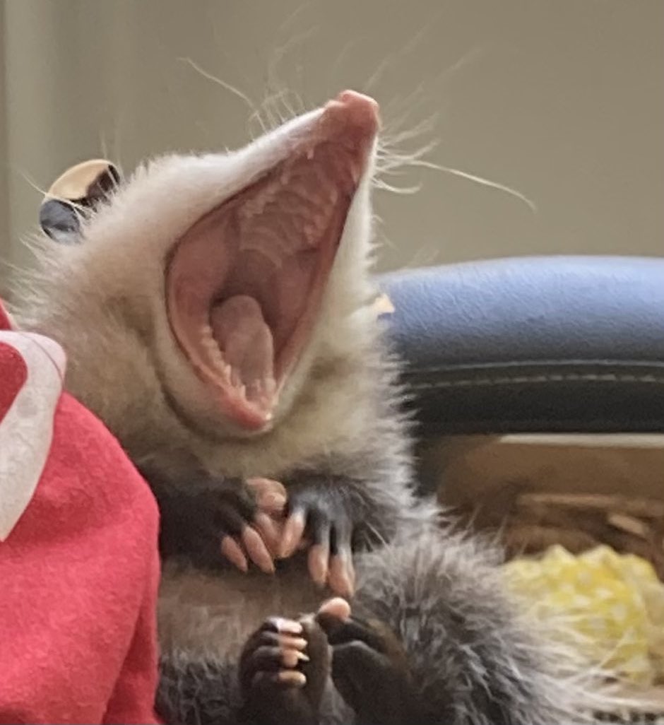 possum