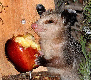possum