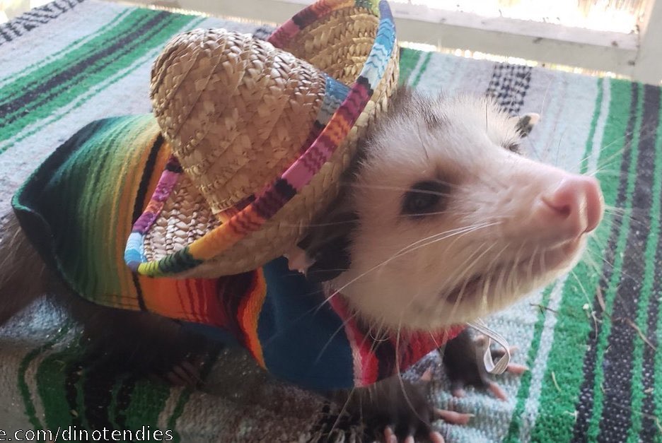 possum