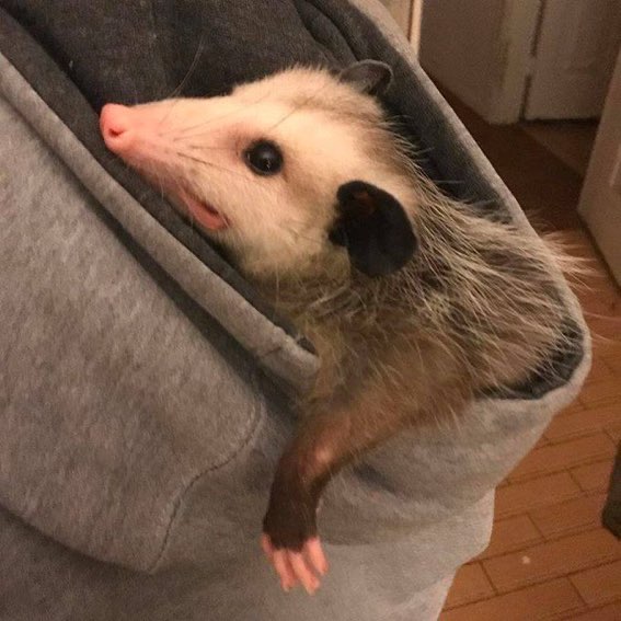 possum