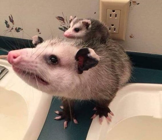 possum