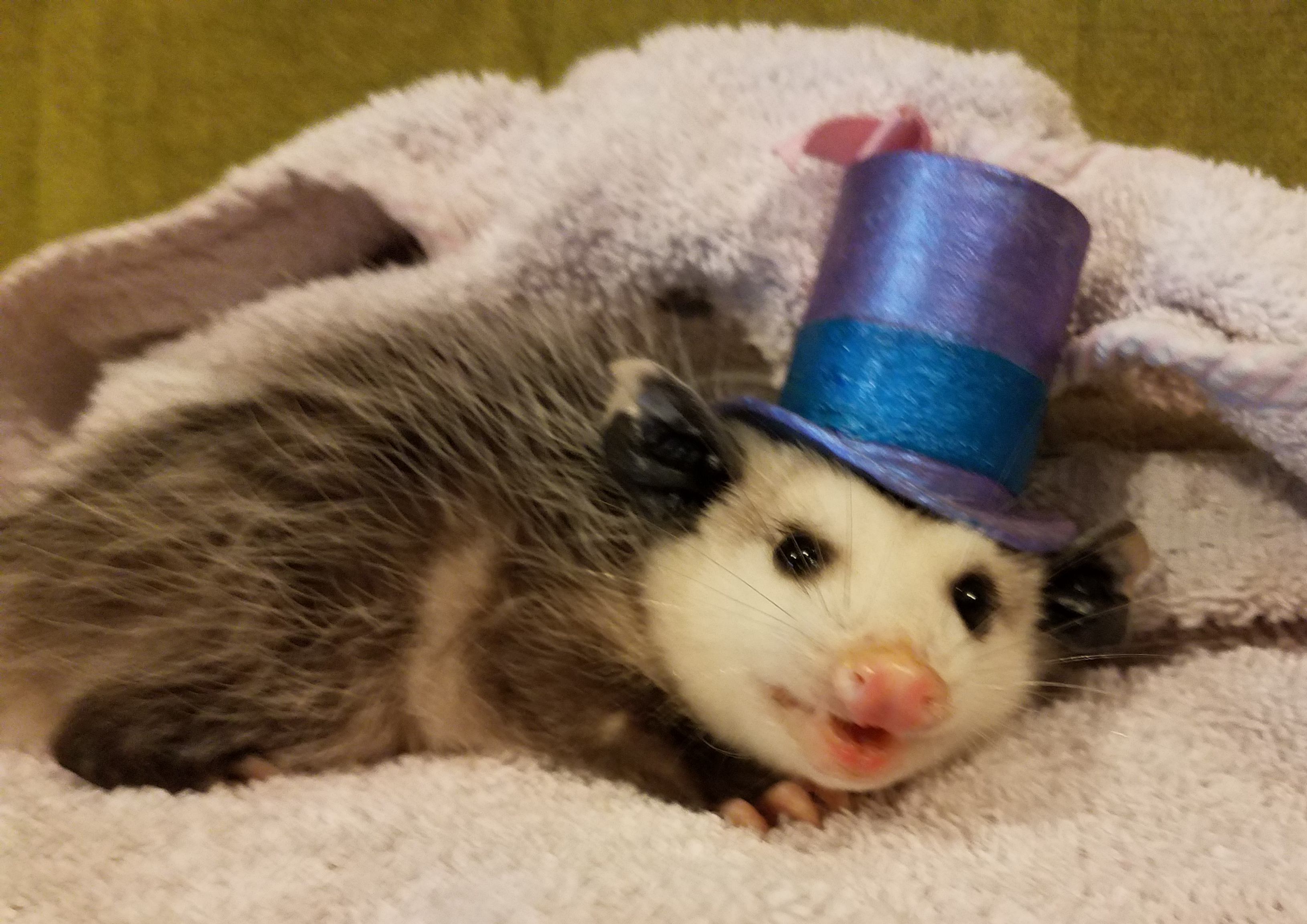 possum