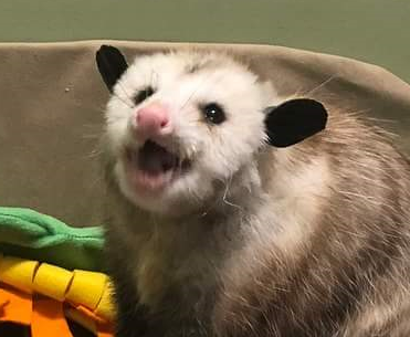 possum