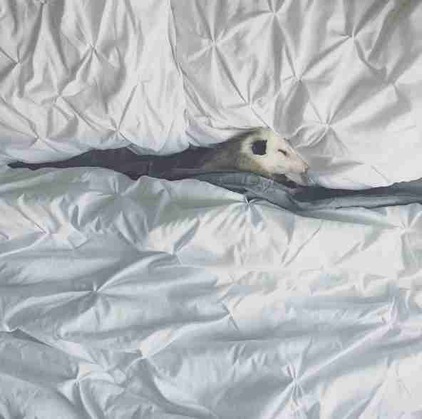 possum