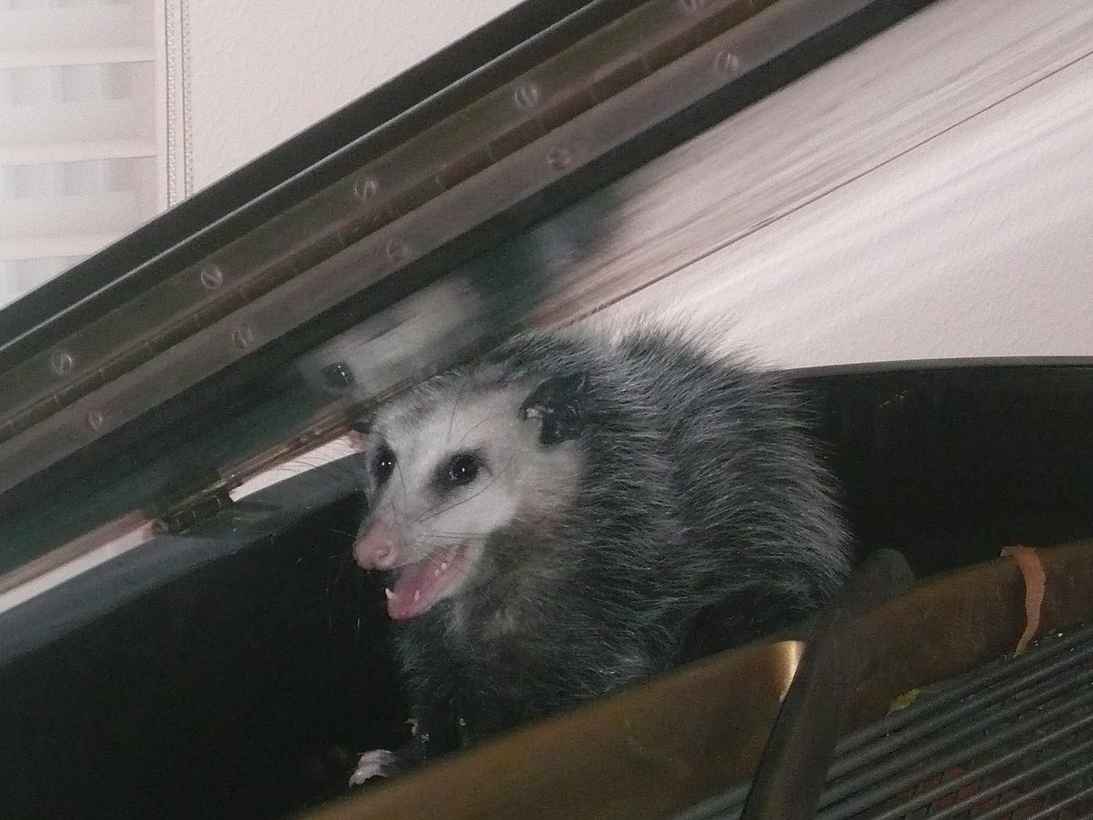 possum