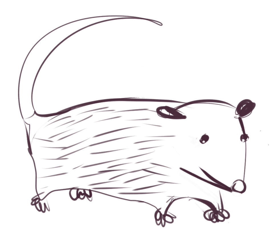 possum