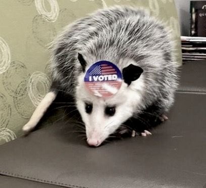 possum